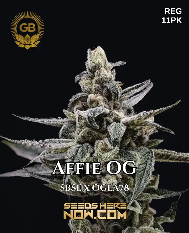Affie OG Cannabis Seeds by Green Bodhi Genetics featuring Indica-dominance and earthy, pine, citrus flavors