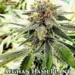 Afghan Hash Plant (Regular) - Best Coast Genetics