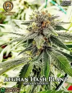 Afghan Hash Plant cannabis seeds by Best Coast Genetics, featuring Mazar x Shariff genetics and robust Indica effects