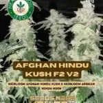 Afghan Hindu Kush F2 v2 (Regular) - Heart & Soil Seeds
