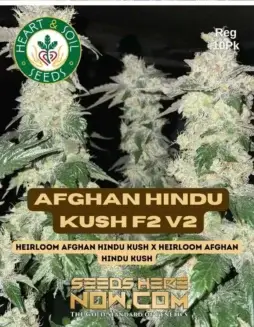 Pack of Afghan Hindu Kush F2 v2 Regular Cannabis Seeds