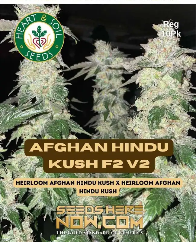 Pack of Afghan Hindu Kush F2 v2 Regular Cannabis Seeds