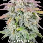 Afghan Kush (Autoflower) - Fast Buds