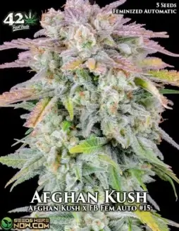 Afghan Kush Auto seeds in package, indica(space)dominant autoflower with earthy and pine flavors