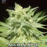 Afghan Kush S1 (Feminized) - Dr. Blaze