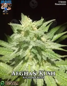 Afghan Kush S1 Feminized Cannabis Seeds (space) Indica(space)dominant strain by Dr. Blaze