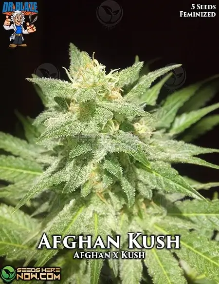 Afghan Kush S1 Feminized Cannabis Seeds - Indica-dominant strain by Dr. Blaze