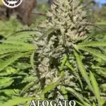 Afogato (Regular) - Pacific Northwest Roots