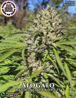 Afogato regular cannabis seeds by Pacific Northwest Roots, featuring a blend of Razcreamcake and Koffee F5 genetics
