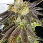 Agent 18 (Regular) - Midnight Roots