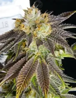 Agent 18 regular cannabis seeds by Midnight Roots, showcasing earthy, pine, citrus, and diesel flavors