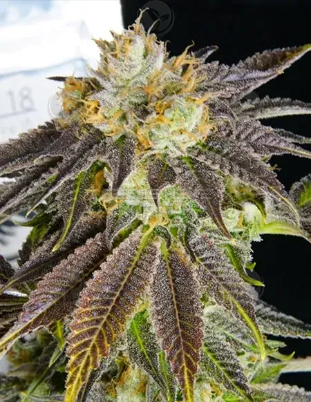 Agent 18 regular cannabis seeds by Midnight Roots, showcasing earthy, pine, citrus, and diesel flavors