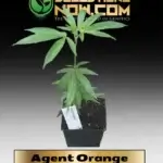 Agent Orange Clones - ACC