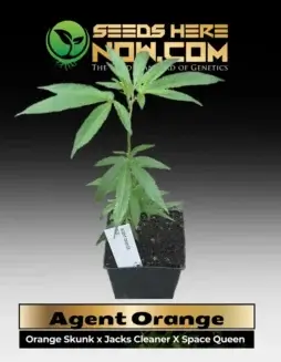 Vibrant Agent Orange cannabis clone in a soil pot