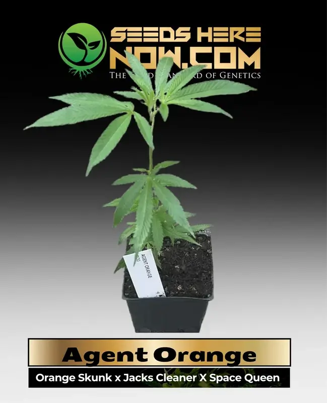 Vibrant Agent Orange cannabis clone in a soil pot