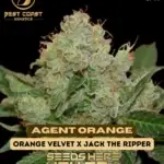 Agent Orange (Regular) - Best Coast Genetics