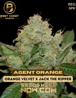 Agent Orange Regular Seeds (space) Citrus Aroma, Sativa Dominant, 18(space)22% THC
