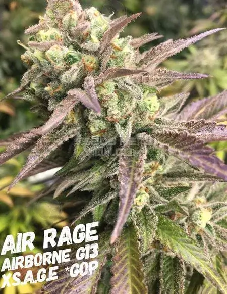Air-Rage Regular Cannabis Seeds - Airborne G13 x S.A.G.E - THC 18-22%