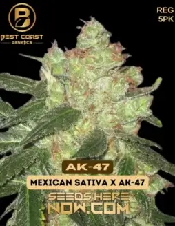 AK (space) 47 Regular Seeds (space) Spicy, Sweet, Floral Aroma