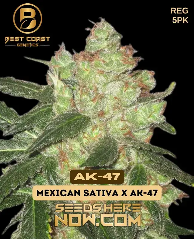 AK - 47 Regular Seeds - Spicy, Sweet, Floral Aroma