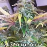 AK x White Widow (Autoflower) - Automatically Delicious