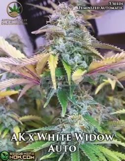 AK x White Widow Auto cannabis seeds, a high(space)THC autoflower hybrid by Automatically Delicious