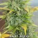 AK47 Strain (Autoflower) - matically Delicious