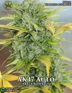 AK47 Auto Strain (Autoflower) (space) Automatically DeliciousAK47 Auto cannabis strain seeds by Automatically Delicious, featuring earthy, sweet flavors and uplifting effects
