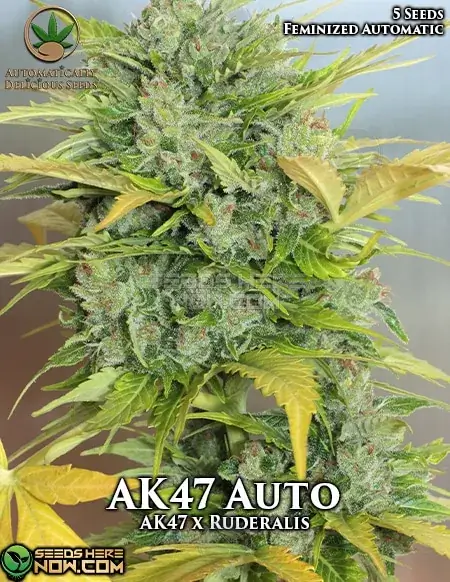 AK47 Auto cannabis strain seeds by Automatically Delicious, featuring earthy, sweet flavors and uplifting effects