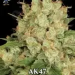 AK47 S1 (Feminized) - Dr. Blaze
