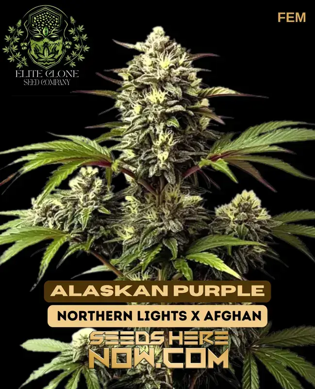 Close-up of Alaskan Purple S1 cannabis buds showing purple hues and frosty trichomes