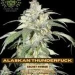 Alaskan Thunderfuck S1 (Feminized) - Elite Clone Seed Company