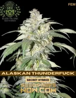 Close(space)up of Alaskan Thunderfuck S1 feminized cannabis seeds