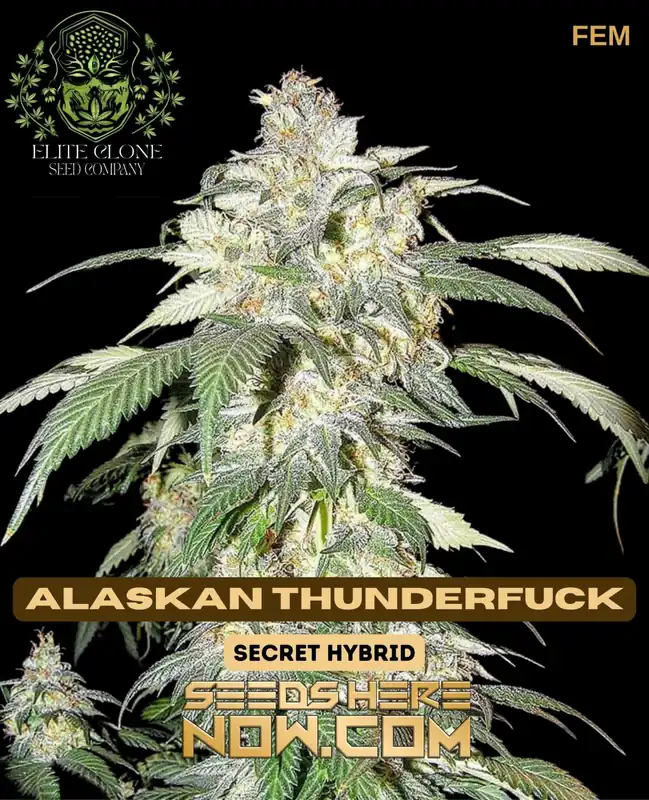 Close-up of Alaskan Thunderfuck S1 feminized cannabis seeds