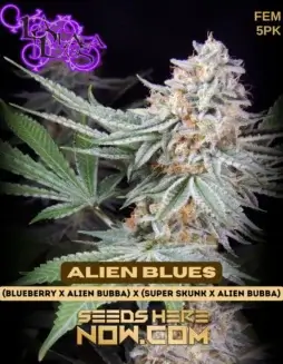 Pack of Alien Blues Feminized Seeds (space) Blueberry x Alien Bubba