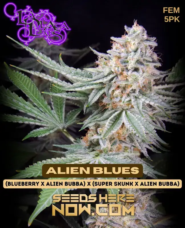 Pack of Alien Blues Feminized Seeds - Blueberry x Alien Bubba