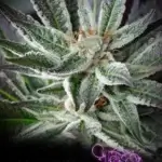 Alien Bubba Berry (Regular) - La Plata Labs