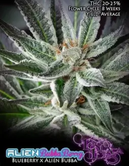 Pack of Alien Bubba Berry Regular Cannabis Seeds by La Plata Labs