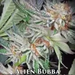 Alien Bubba (Feminized) - La Plata Labs