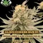 Alien Cheese Bus R1 (Feminized) - Eazy Daze Cultivators