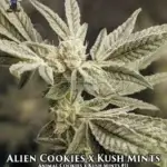 Alien Cookies x Kush Mints S1 (Feminized) - Dr. Blaze