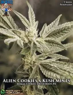 Pack of Alien Cookies x Kush Mints S1 feminized seeds by Dr. Blaze showcasing THC content and flowering time