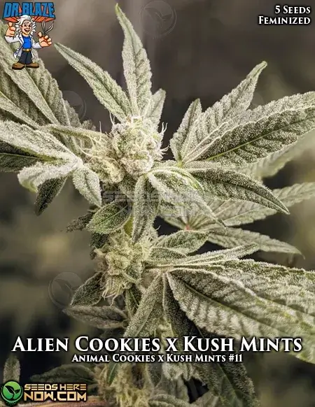 Pack of Alien Cookies x Kush Mints S1 feminized seeds by Dr. Blaze showcasing THC content and flowering time