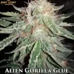 Alien Gorilla Glue (Regular) - Best Coast Genetics