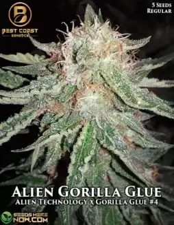 Pack of Alien Gorilla Glue regular cannabis seeds by Best Coast Genetics