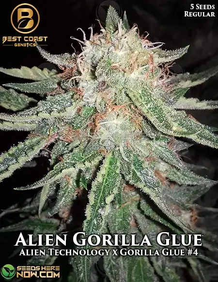 Pack of Alien Gorilla Glue regular cannabis seeds by Best Coast Genetics