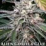 Alien Gorilla Glue S1 (Feminized) - Dr. Blaze