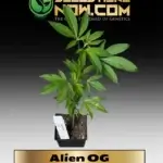 Alien OG Clones - ACC