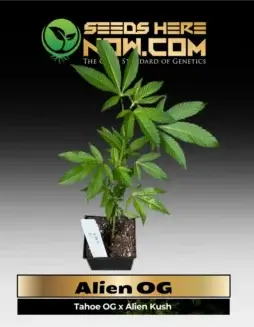 Alien OG Cannabis Clone in Soil Pot (space) High THC Hybrid