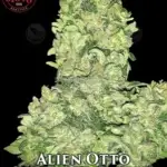 Alien Otto (Autoflower) - Elev8 Seeds